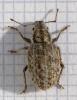 Strophomorphus porcellus